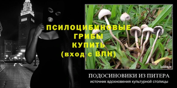 прущие грибы Абаза